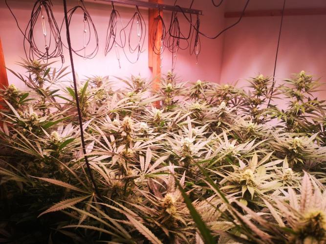 Critical Orange Punch. Week 4