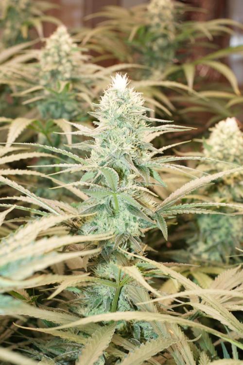 Critical Orange Punch. Week 5