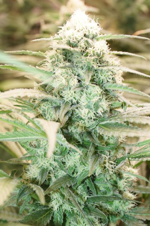 Critical Orange Punch. Week 5