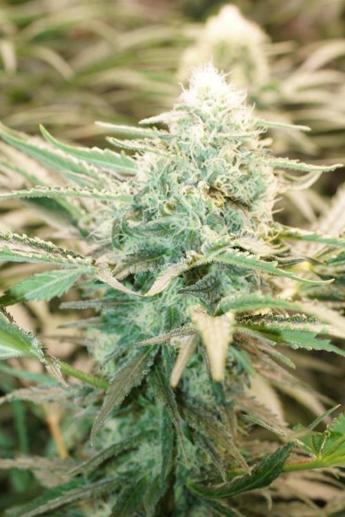 Critical Orange Punch. Week 5