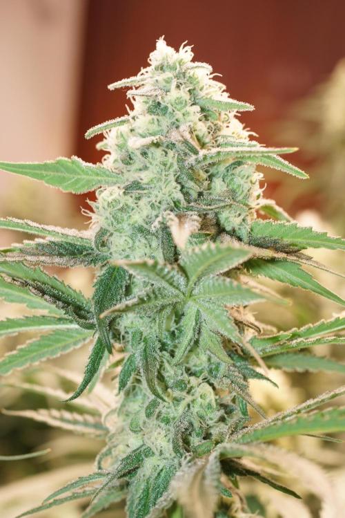 Critical Orange Punch. Week 5