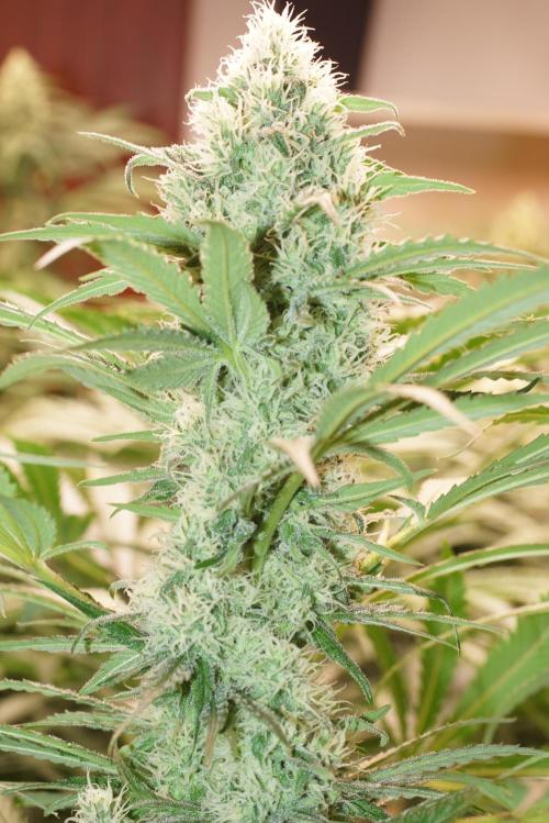Critical Orange Punch. Week 5