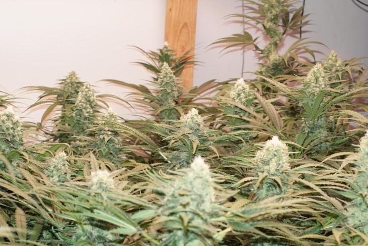 Critical Orange Punch. Week 5