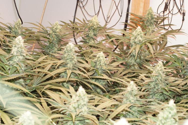 Critical Orange Punch. Week 5