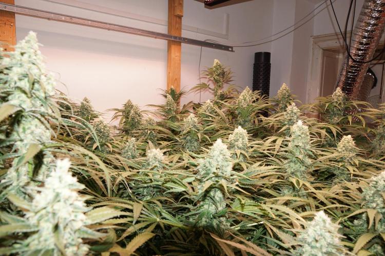 Critical Orange Punch. Week 6