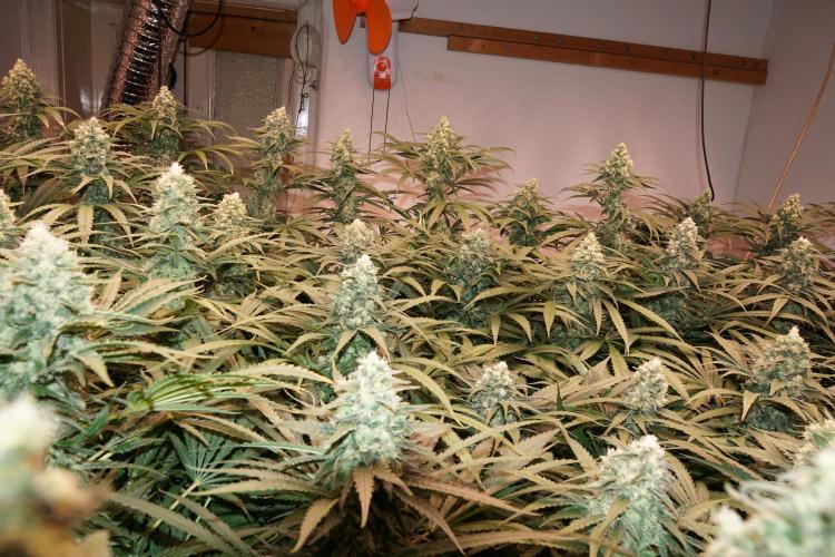 Critical Orange Punch. Week 6
