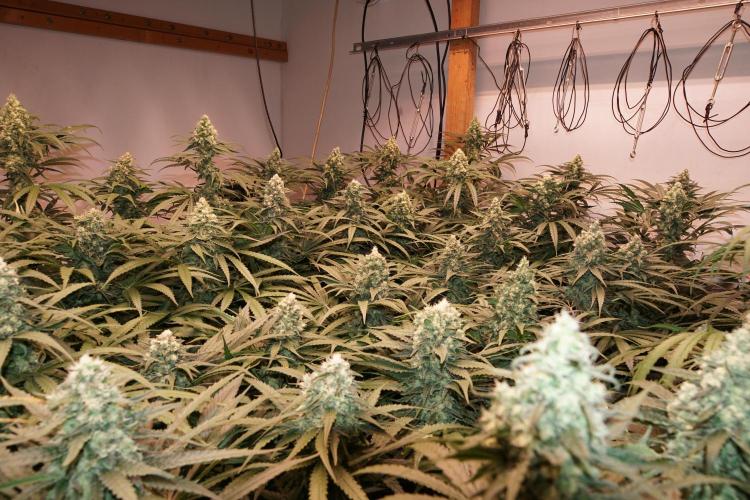 Critical Orange Punch. Week 6