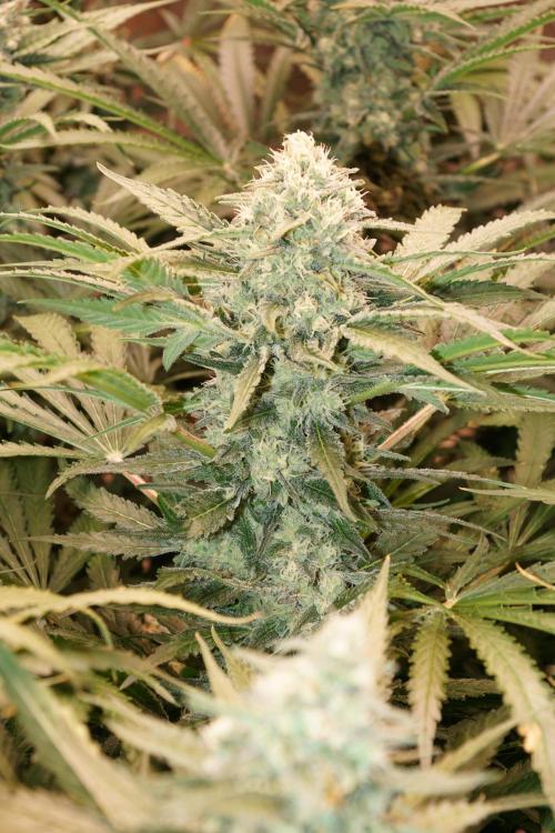 Critical Orange Punch. Week 6