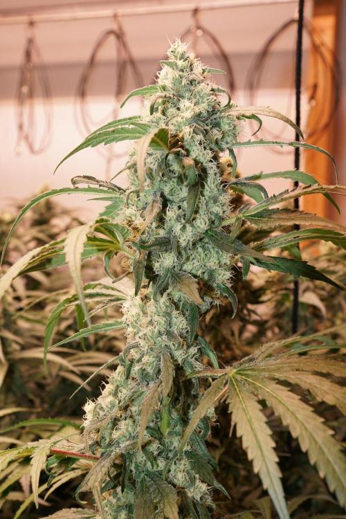 Critical Orange Punch. Week 6