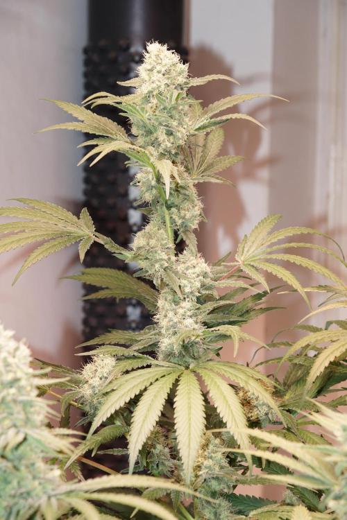 Critical Orange Punch. Week 6