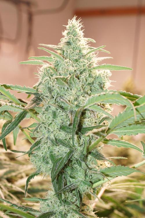 Critical Orange Punch. Week 6