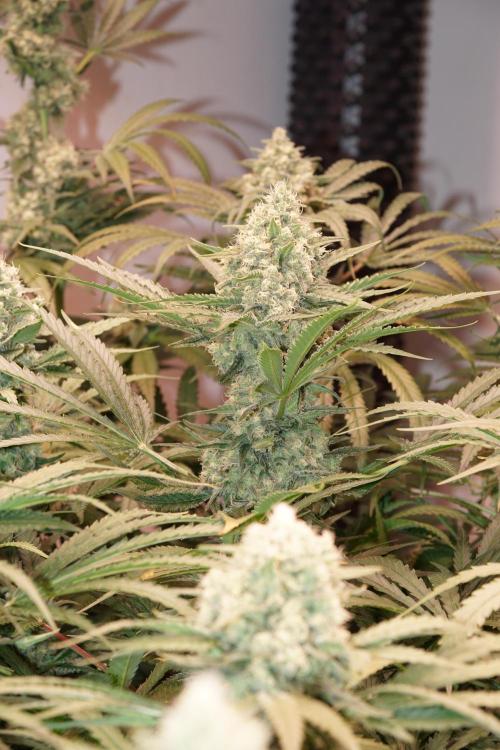 Critical Orange Punch. Week 6