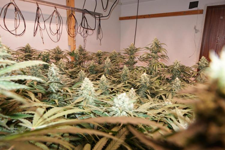 Critical Orange Punch. Week 6
