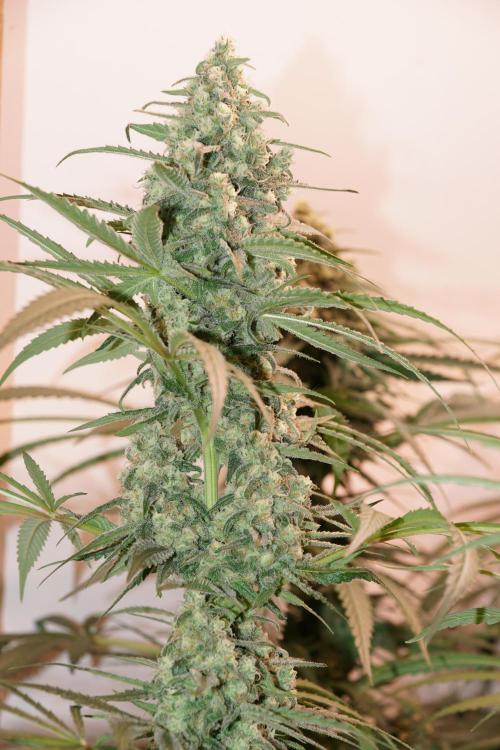 Critical Orange Punch. Week 6