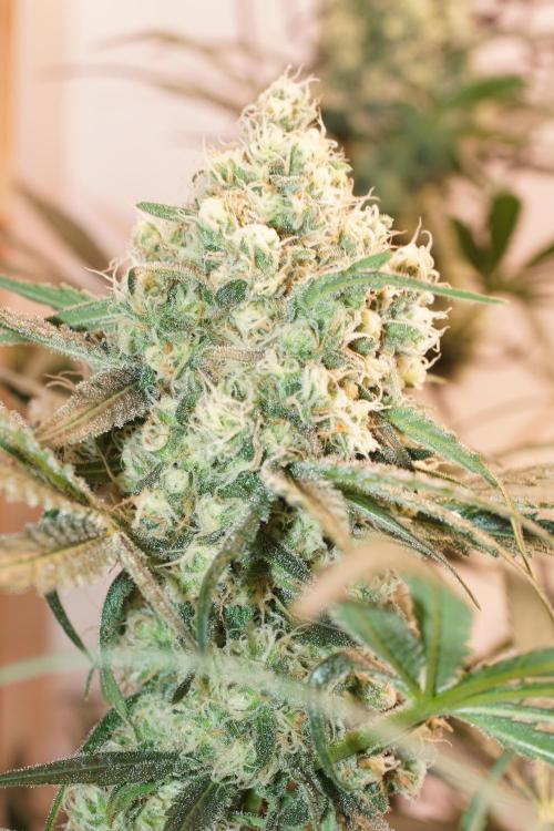 Critical Orange Punch. Week 6
