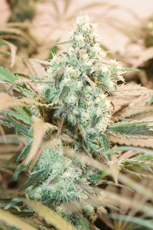 Critical Orange Punch. Week 6