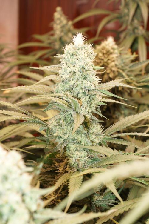 Critical Orange Punch. Week 6