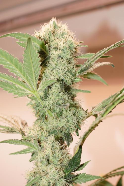Critical Orange Punch. Week 6