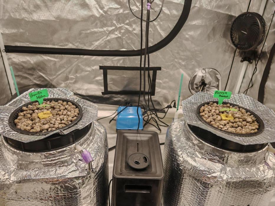 Fastbuds Photo Hidroponics. Week 1 - 7 days old