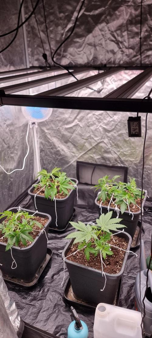 4x4 600w multi variety. Week 4