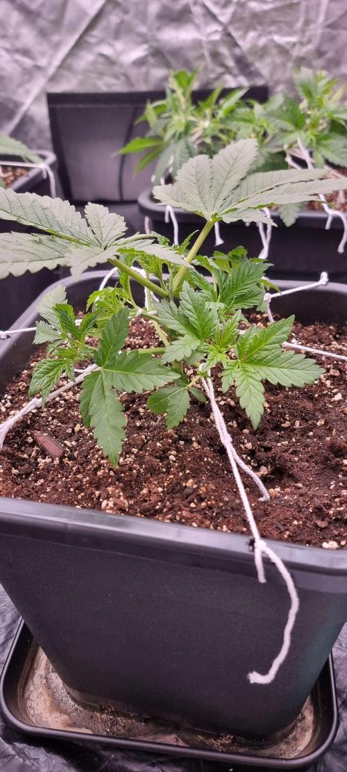 4x4 600w multi variety. Week 4