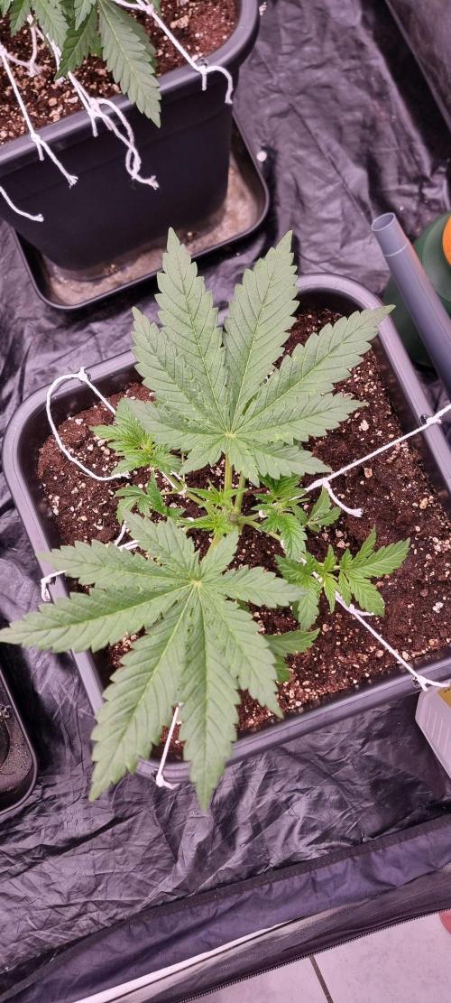 4x4 600w multi variety. Week 4