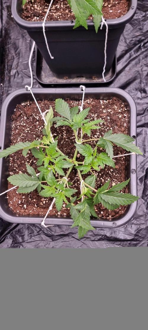 4x4 600w multi variety. Week 4
