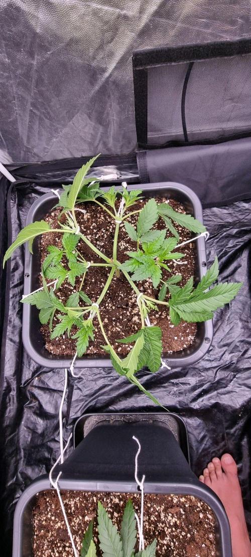 4x4 600w multi variety. Week 4