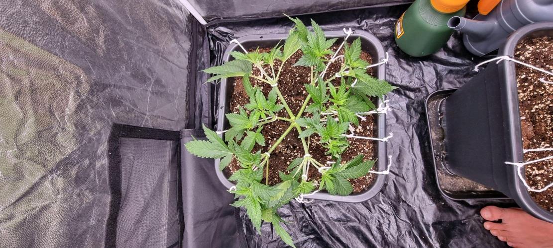 4x4 600w multi variety. Week 4