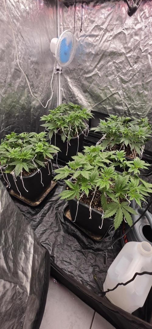 4x4 600w multi variety. Week 5