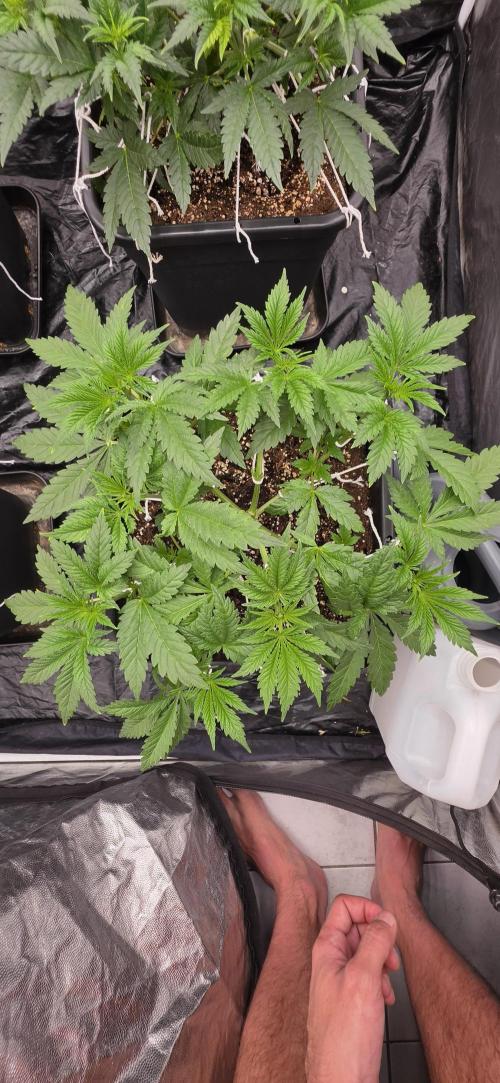 4x4 600w multi variety. Week 5