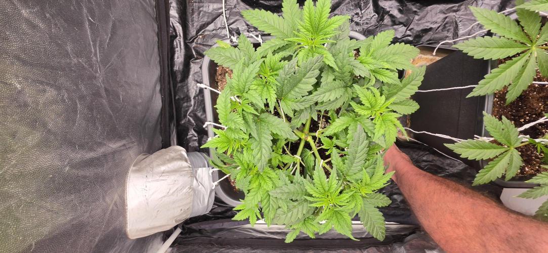 4x4 600w multi variety. Week 5