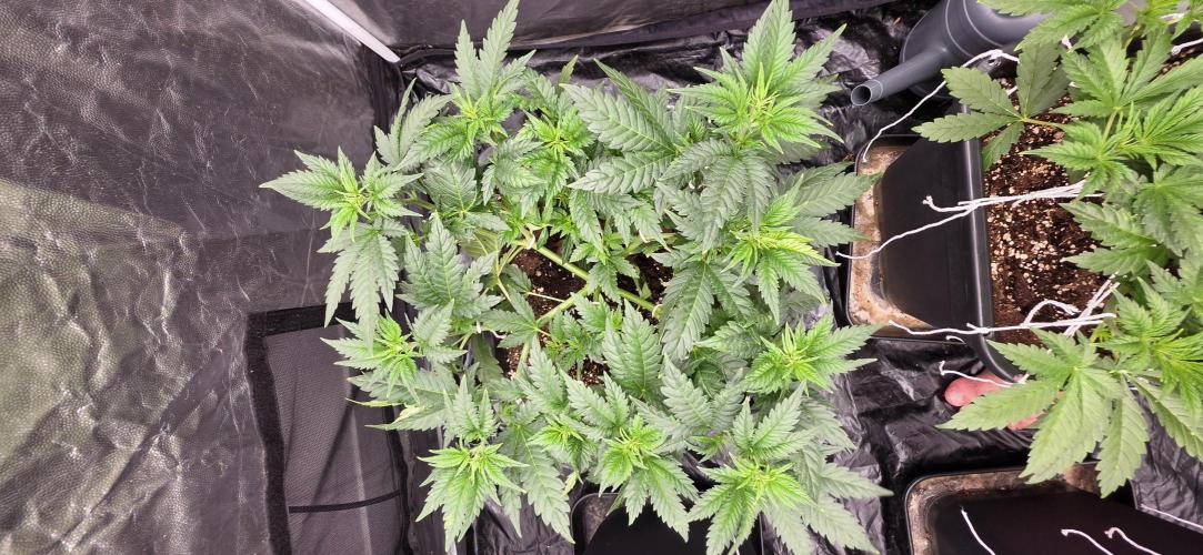 4x4 600w multi variety. Week 5
