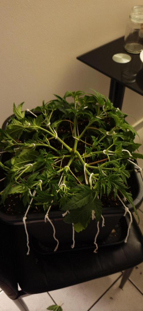 4x4 600w multi variety. Week 5 - Bondage π