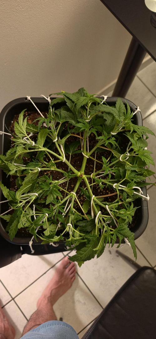 4x4 600w multi variety. Week 5