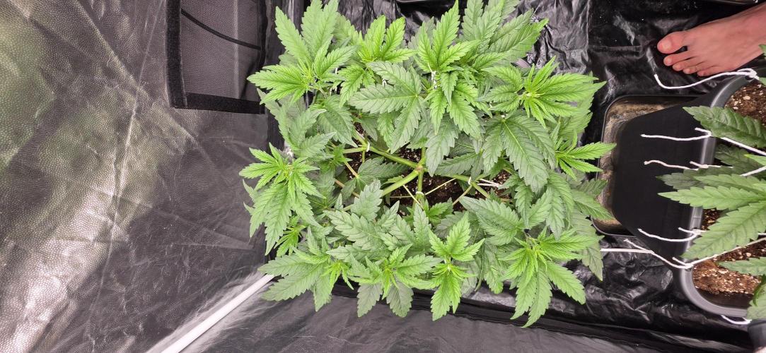 4x4 600w multi variety. Week 5