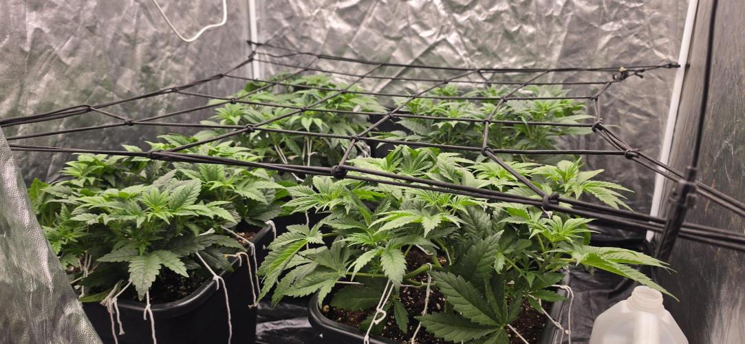 4x4 600w multi variety. Week 5