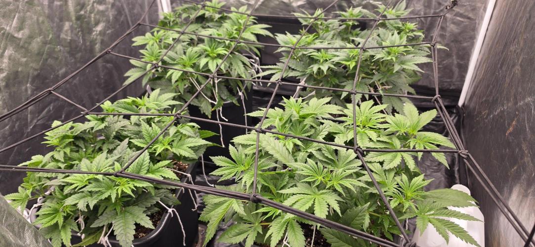 4x4 600w multi variety. Week 5