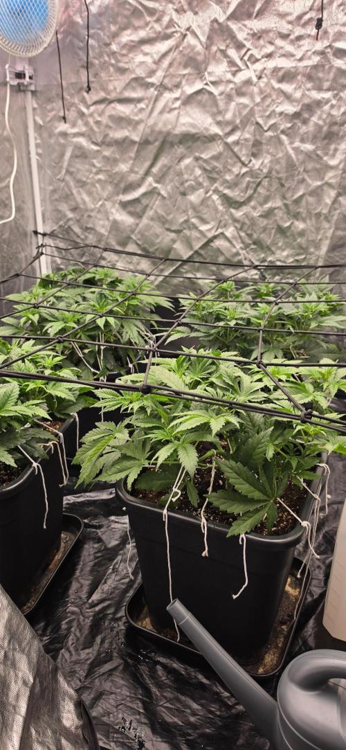 4x4 600w multi variety. Week 5