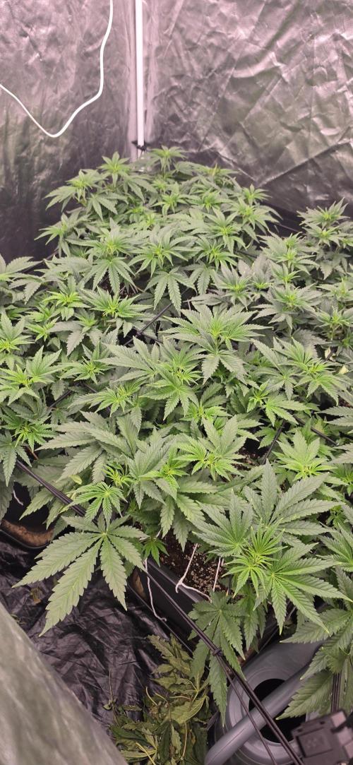 4x4 600w multi variety. Week 6
