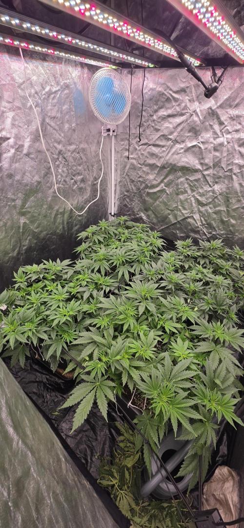 4x4 600w multi variety. Week 6