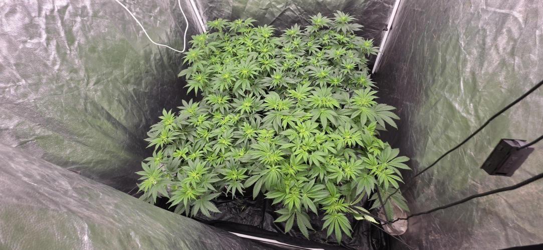 4x4 600w multi variety. Week 7