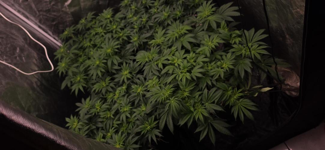 4x4 600w multi variety. Week 7
