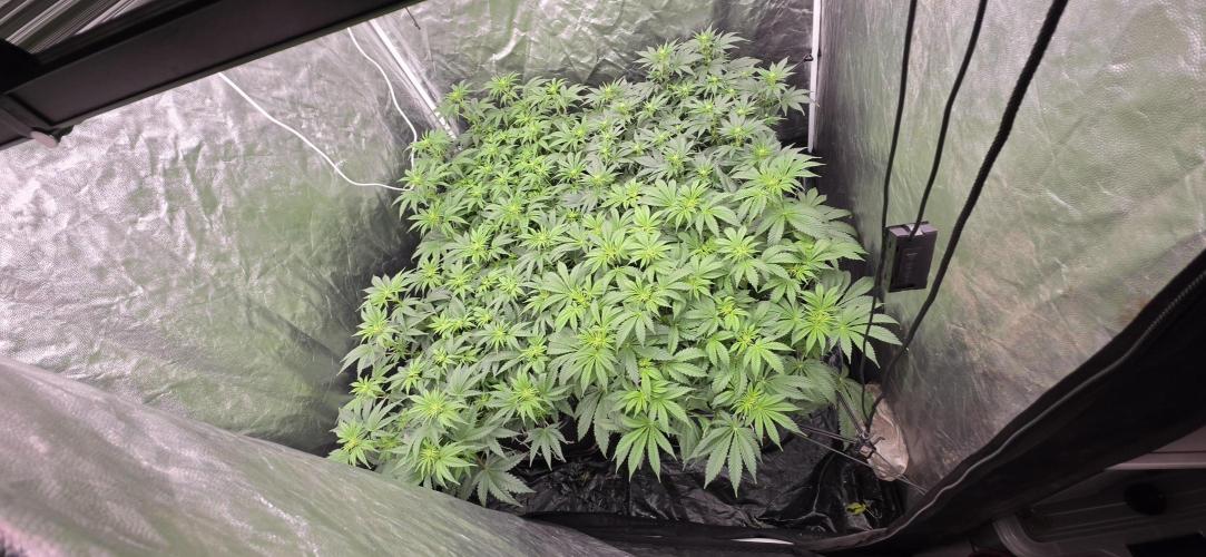 4x4 600w multi variety. Week 8