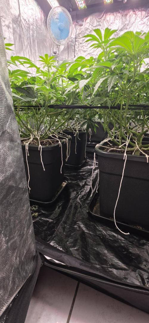 4x4 600w multi variety. Week 8