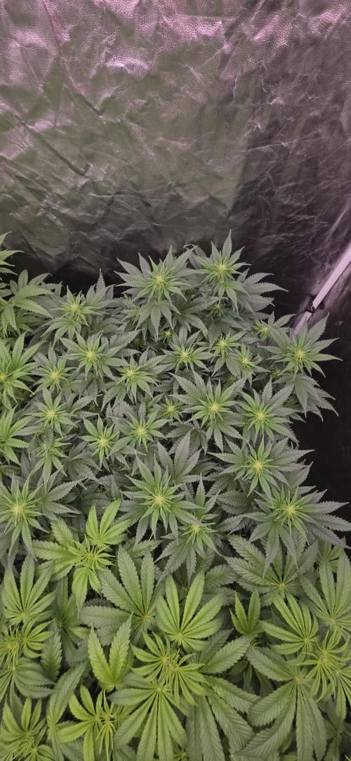4x4 600w multi variety. Week 8