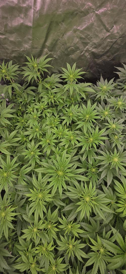 4x4 600w multi variety. Week 8