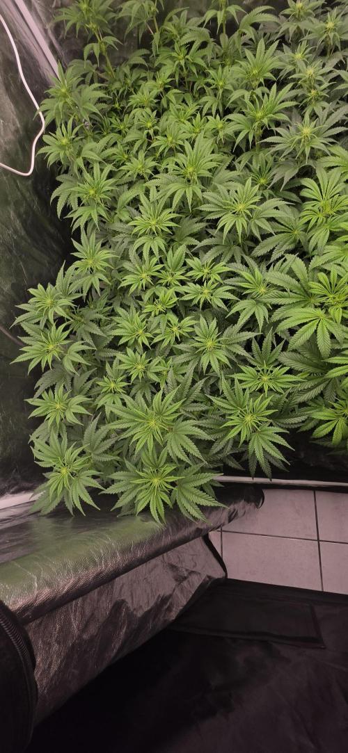 4x4 600w multi variety. Week 8