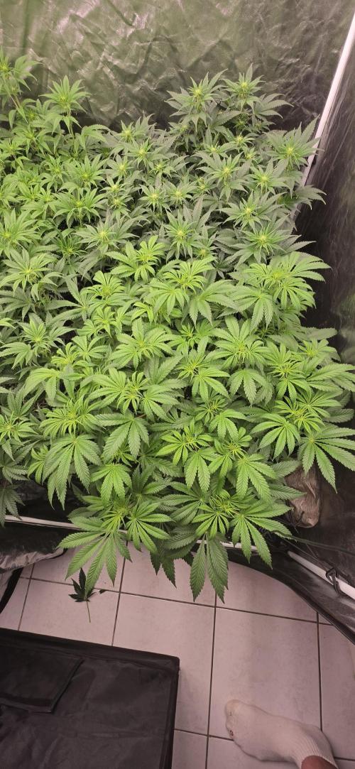 4x4 600w multi variety. Week 8