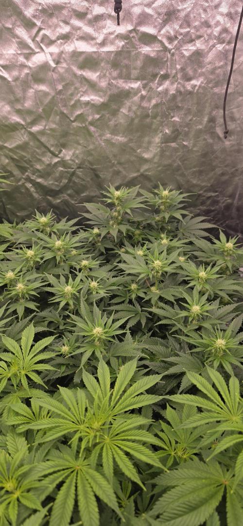 4x4 600w multi variety. Week 9 - Gator breath